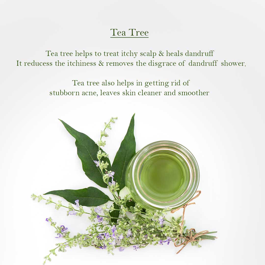 6 Essential & Unknown facts with Benefits of Tea Tree Oil for Skin & Hair
